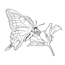 Butterfly On Flower Free Coloring Page for Kids