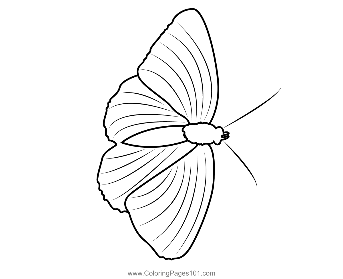 Butterfly On Leaf Coloring Page for Kids Free Butterflies Printable