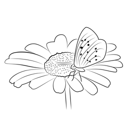 Butterfly On Marguerite Free Coloring Page for Kids