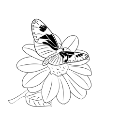 Butterfly On Red Flower Free Coloring Page for Kids