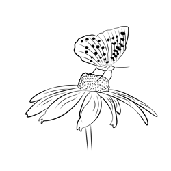 Butterfly On White Flower Free Coloring Page for Kids