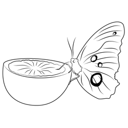 Butterfly Sitting On Half An Orange Free Coloring Page for Kids