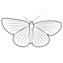 Closeup Butterfly Free Coloring Page for Kids