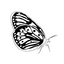 Common Jezebel Butterfly Free Coloring Page for Kids