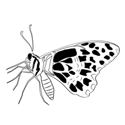 Common Lime Butterfly Free Coloring Page for Kids
