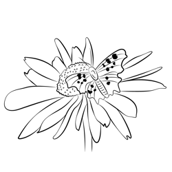 Echinacea Butterfly On Flower Free Coloring Page for Kids
