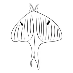 Female Luna Moth Butterfly Free Coloring Page for Kids