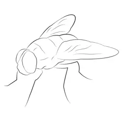 Flies Free Coloring Page for Kids