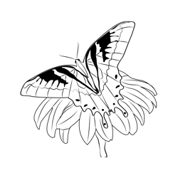 Flowers Butterfly Free Coloring Page for Kids