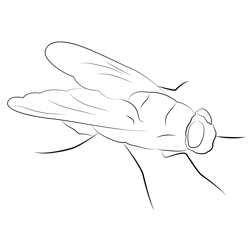 Fly Blow Fly Free Coloring Page for Kids