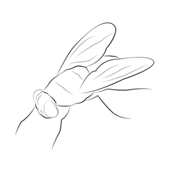 Fly Seet Free Coloring Page for Kids