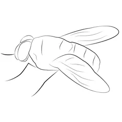 Green Fly Free Coloring Page for Kids