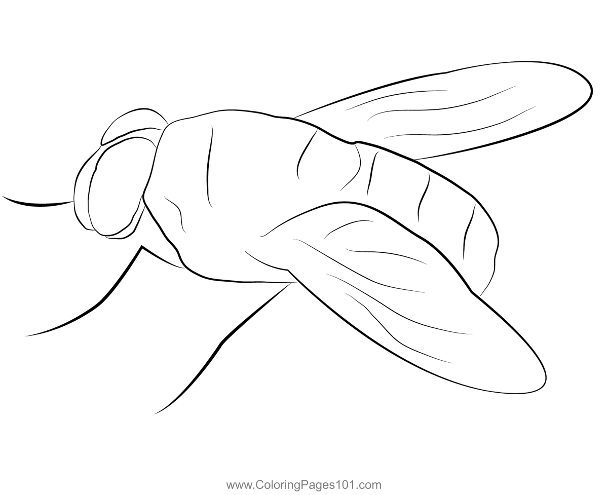 Green Fly Coloring Page For Kids Free Butterflies Printable Coloring