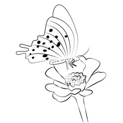 Hybrid Swallowtail On Zinnia Free Coloring Page for Kids