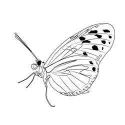 Insects Butterfly Free Coloring Page for Kids