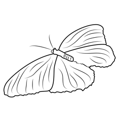 Lepidoptera Butterfly Free Coloring Page for Kids