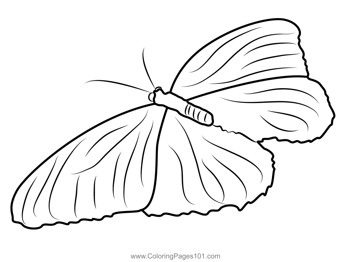 Lepidoptera Butterfly Coloring Page for Kids - Free Butterflies Printable Coloring Pages Online ...