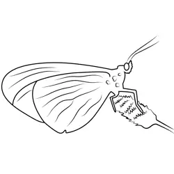 Limenitis Arthemis Free Coloring Page for Kids