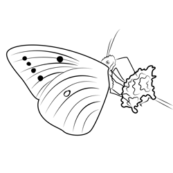 Macro Wings Flower Free Coloring Page for Kids