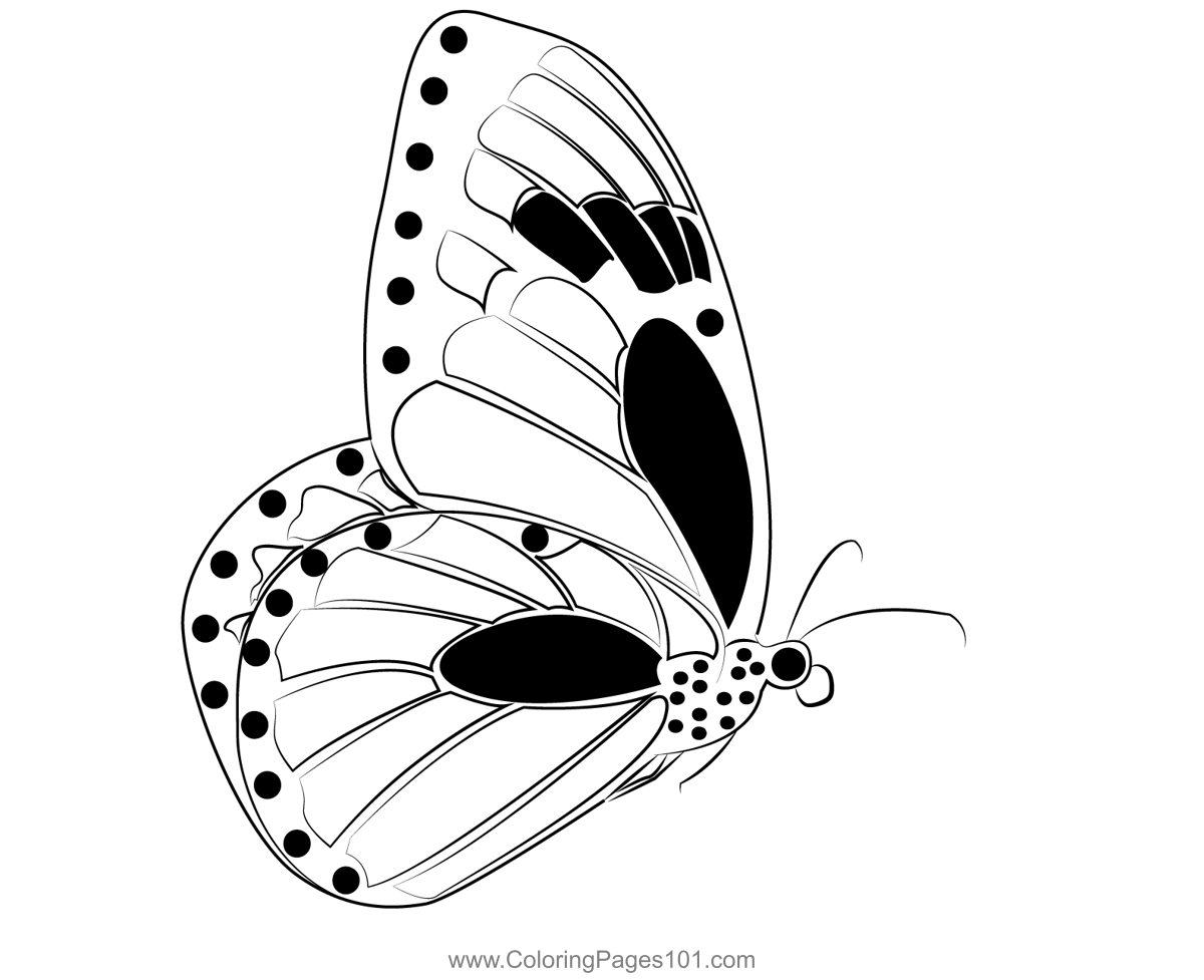Monarch Butterflies Flying