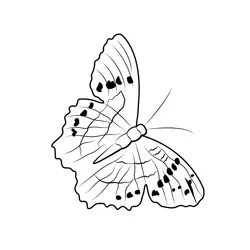 Monarch Butterfly 1 Free Coloring Page for Kids