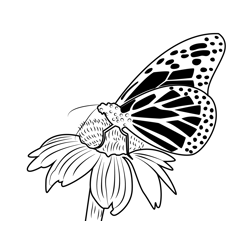 Monarch Butterfly On Flower Free Coloring Page for Kids