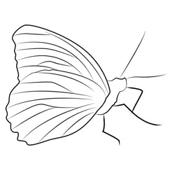 Montemonaco Butterfly Free Coloring Page for Kids