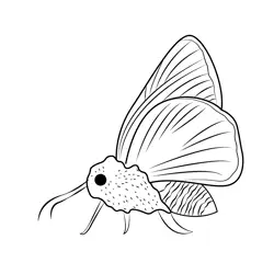 Morph Butterfly Free Coloring Page for Kids