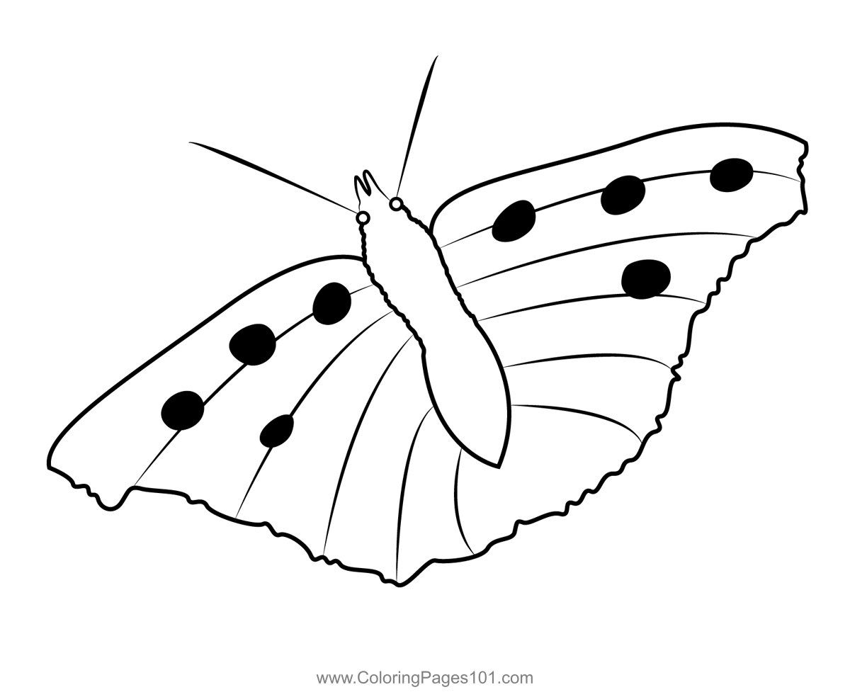 Nymphalis Urticae Butterfly