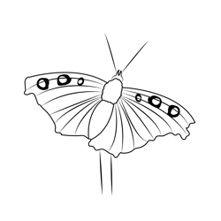 Painted Lady Butterfly Free Coloring Page for Kids