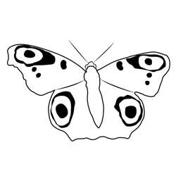 Painted Peacock Butterfly Free Coloring Page for Kids