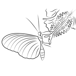Papilio Rumanzovia Butterfly Free Coloring Page for Kids
