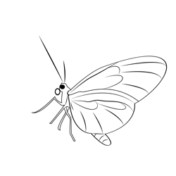Pink Butterfly Free Coloring Page for Kids