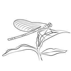 Shiny Dragonfly With Blue Wings Free Coloring Page for Kids