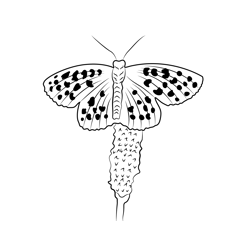 Summer Butterfly Free Coloring Page for Kids