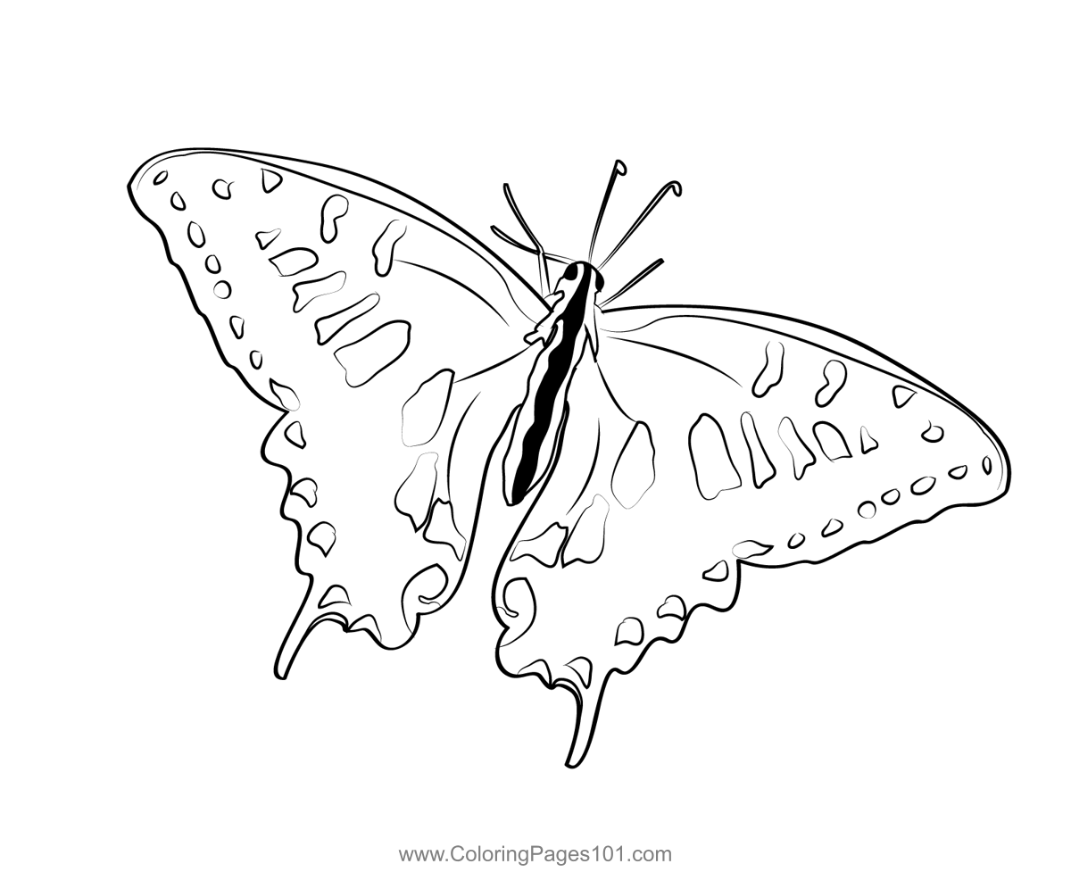 Butterfly Coloring Page Swallowtail Butterfly Coloring Sheet | The Best