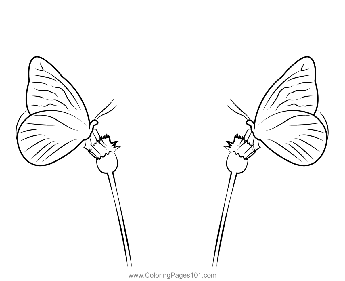 Two Butterflies On Flower