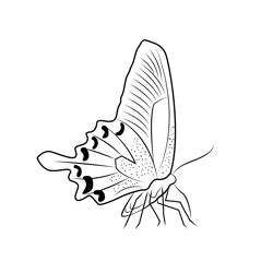 Ulysses Butterfly Free Coloring Page for Kids