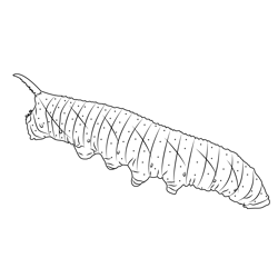Lime Hawk Moth Caterpillar 2 Free Coloring Page for Kids
