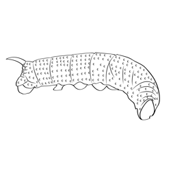 Lime Hawk Moth Caterpillar Free Coloring Page for Kids