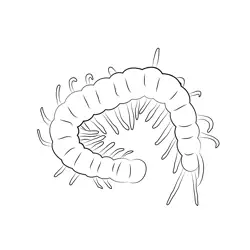 Black Centipede Free Coloring Page for Kids
