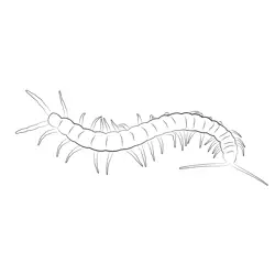 Centipede Wallpapers Free Coloring Page for Kids