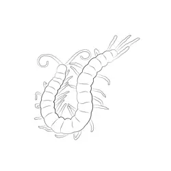 Centipede Free Coloring Page for Kids