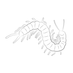 Giant Centipede Free Coloring Page for Kids