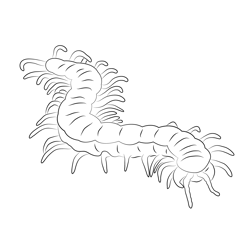 Megarian Banded Centipede Free Coloring Page for Kids