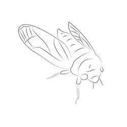 All Green Cicada Free Coloring Page for Kids