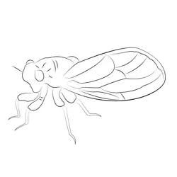 Black Cicada Free Coloring Page for Kids