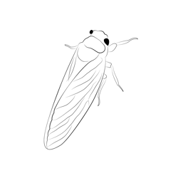 Cicada Adult Duke Free Coloring Page for Kids