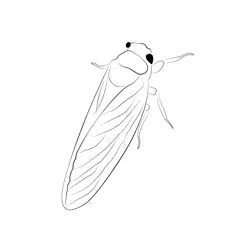 Cicada Adult Duke Free Coloring Page for Kids