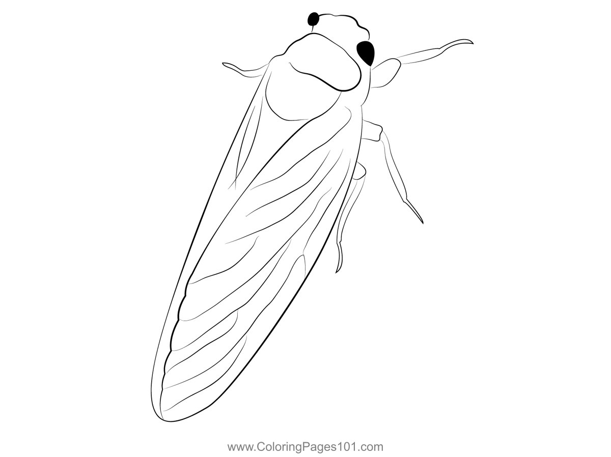 Cicada Adult Duke